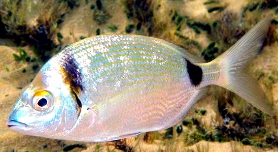 Diplodus vulgaris_08.jpg